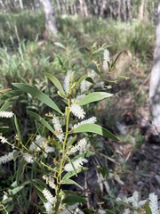 Acacia calyculata