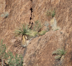 Nolina bigelovii