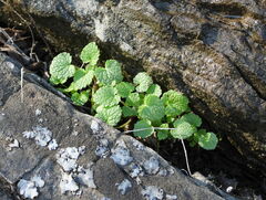 Lamium