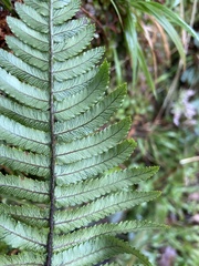Dryopteris cycadina