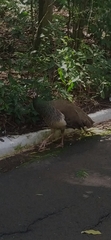 Pavo cristatus
