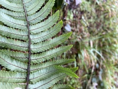 Dryopteris cycadina