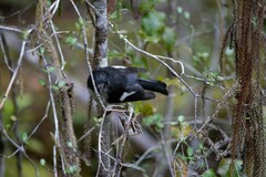 Petroica macrocephala macrocephala