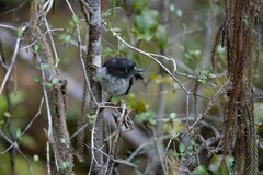 Petroica macrocephala macrocephala