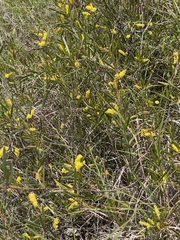 Acacia leptostachya