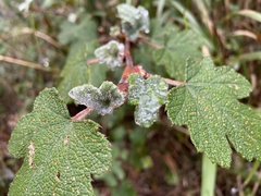 Rubus formosensis