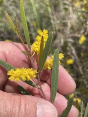 Acacia leptostachya