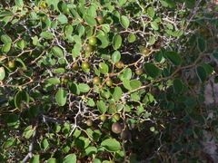 Ziziphus nummularia