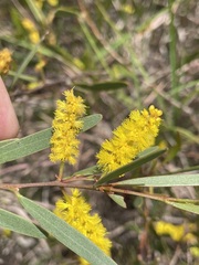 Acacia leptostachya