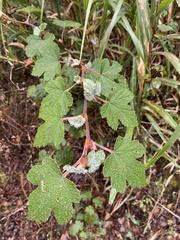 Rubus formosensis