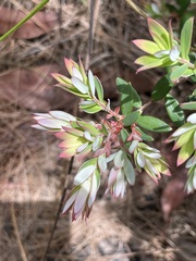 Acrothamnus spathaceus