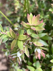 Acrothamnus spathaceus