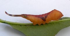 Furcula borealis