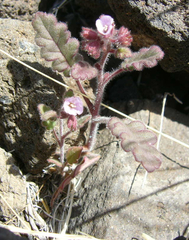 Phacelia coerulea