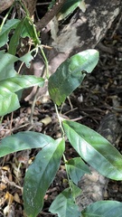 Capparis micracantha