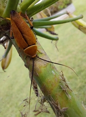 Ellipsidion humerale