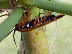 Ellipsidion humerale