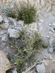 Mentzelia hirsutissima