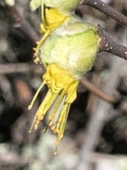 Dirca occidentalis