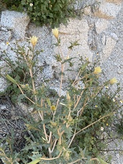 Mentzelia hirsutissima