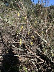 Dirca occidentalis