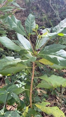 Rauvolfia verticillata