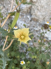 Mentzelia hirsutissima