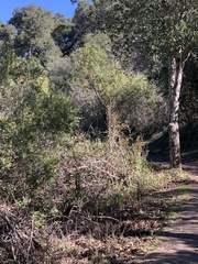 Dirca occidentalis