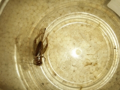 Lepidogryllus