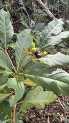 Rauvolfia verticillata