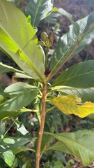 Rauvolfia verticillata