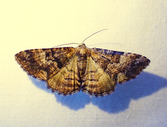 Aporoctena scierodes