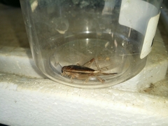 Lepidogryllus