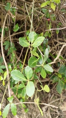 Tetrastigma formosanum
