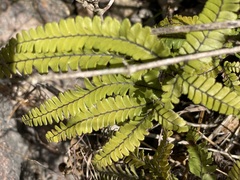 Adiantum diaphanum