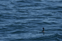 Podiceps nigricollis