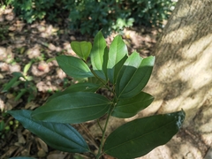Cinnamomum yabunikkei