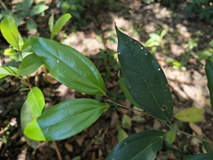 Cinnamomum yabunikkei