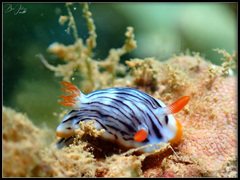 Chromodoris