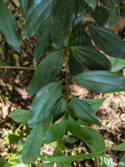 Cinnamomum yabunikkei