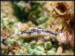 Chromodoris