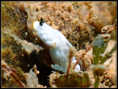 Dermatobranchus semilunus