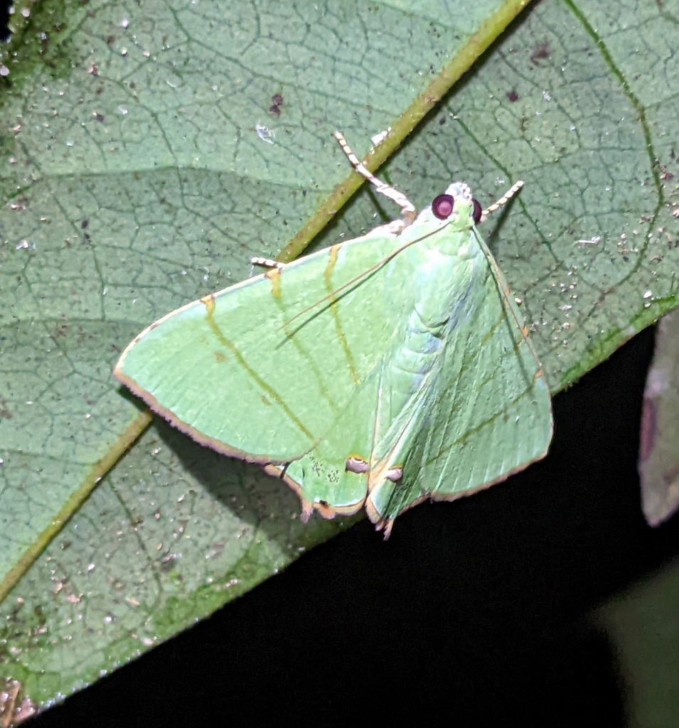 Eulepidotis chloris