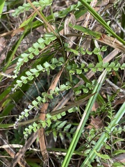 Adiantum philippense