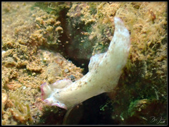 Pseudoceros goslineri