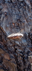 Chalcophora mexicana