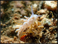 Nudibranchia