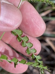 Adiantum philippense
