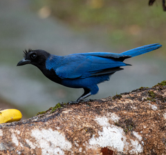 Cyanocorax caeruleus