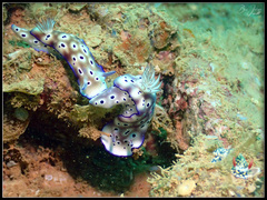 Hypselodoris tryoni